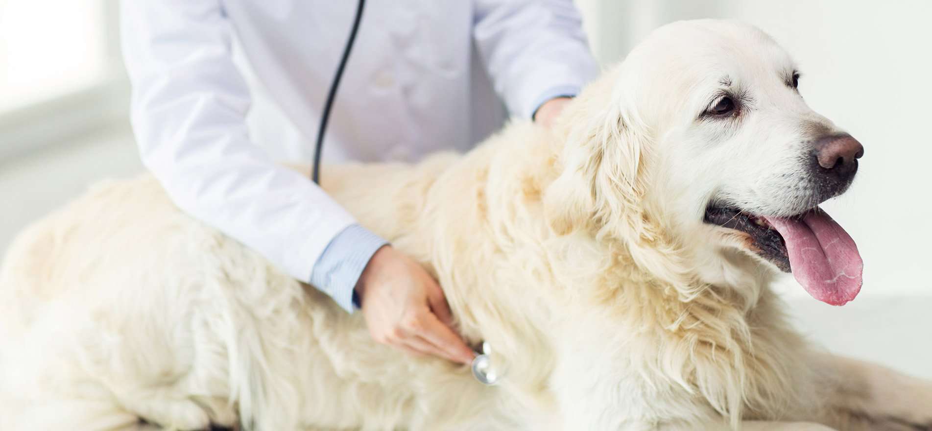 veterinary