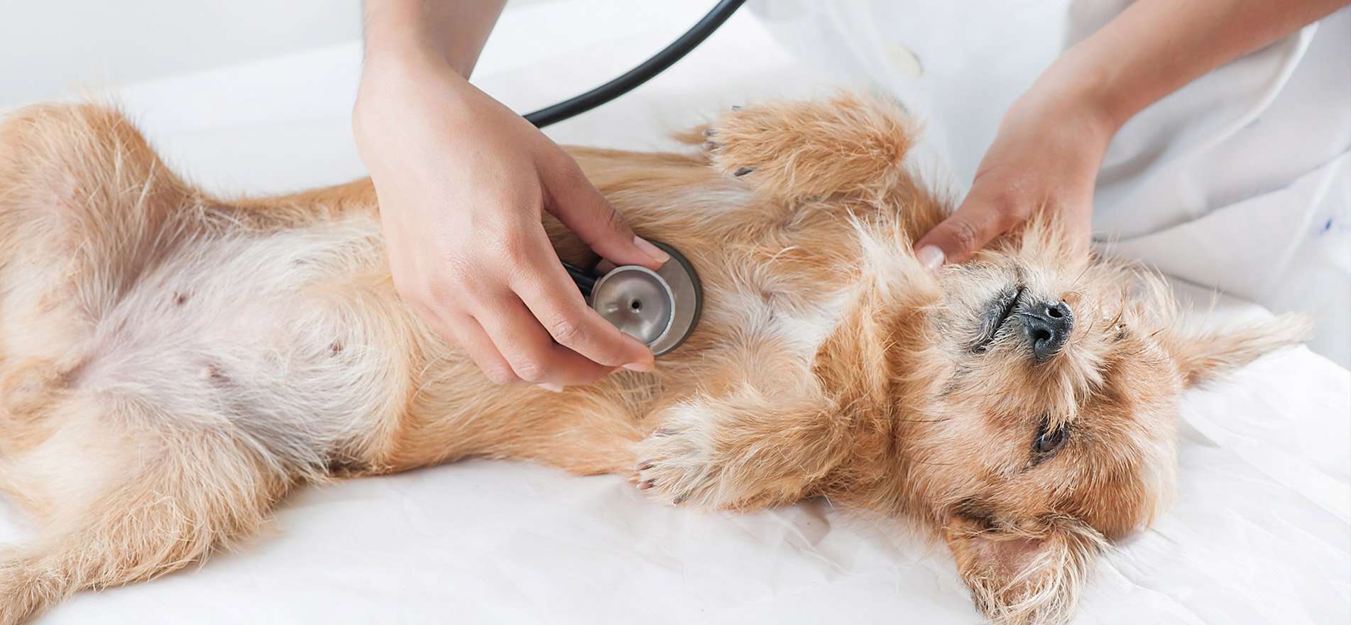 veterinary